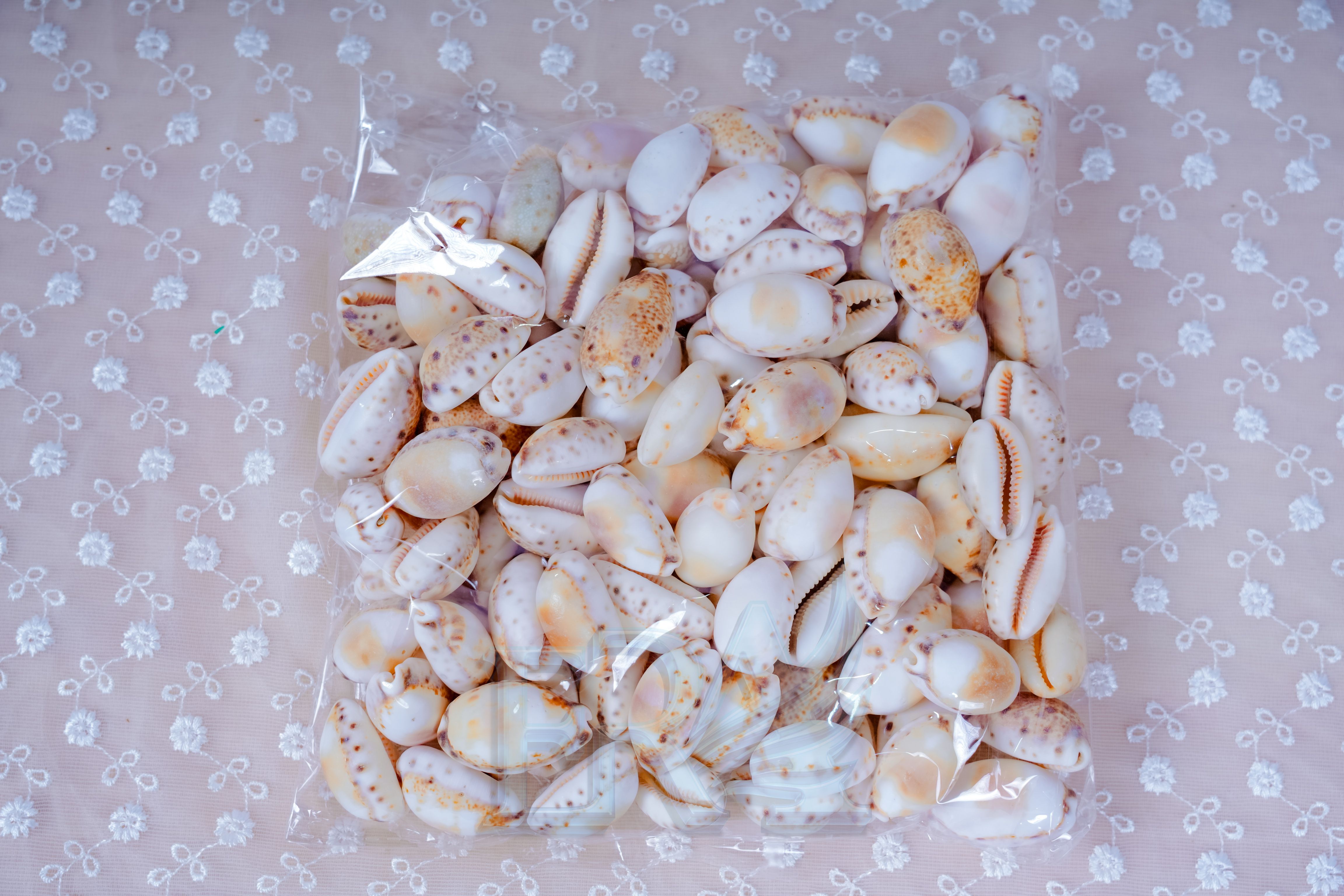 Vỏ Ốc Nga Bông Size Trung 100g